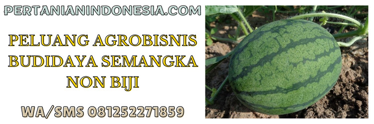 peluang usaha,agrobisnis,agribisnis,bisnis,budidaya semangka